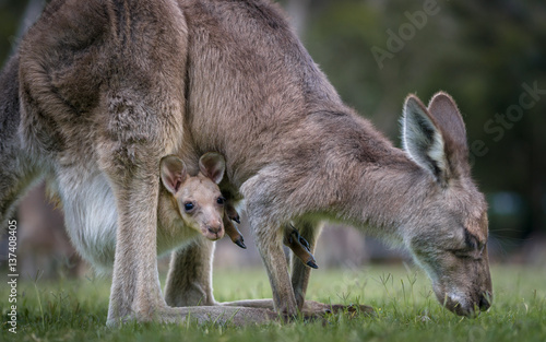 Kangaroo and Joey (in pouch) photo