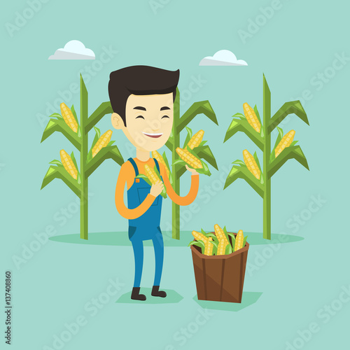 Farmer collecting corn vector illustration.