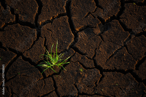 Green grass growing up on crack dry land