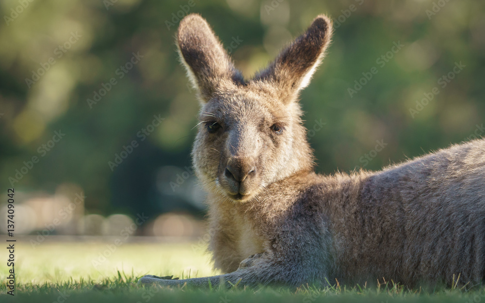 Kangaroo Kangaroo