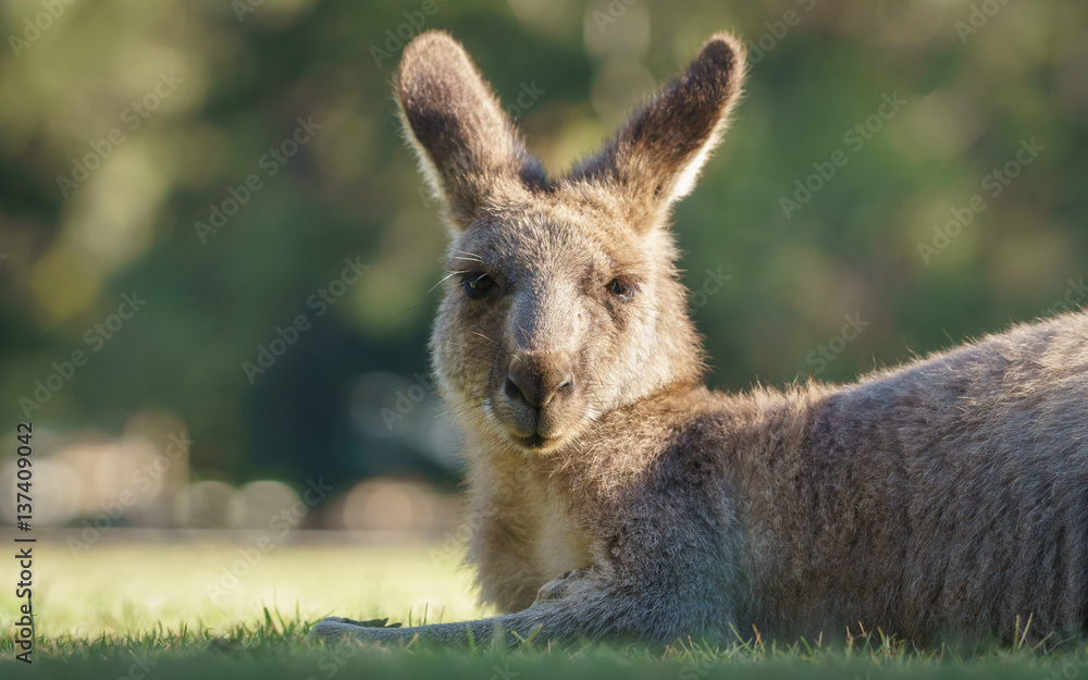 Kangaroo