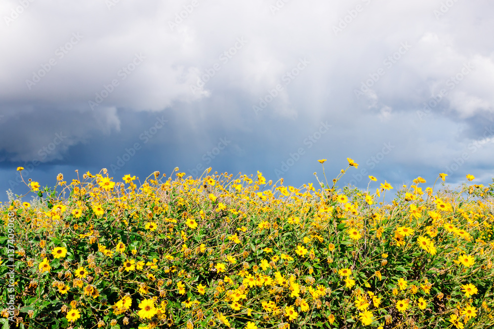 Obraz premium Yellow Sunflowers and Storm Clouds. Yellow sunflowers (encelia californica) with storm clouds and rain overhead. Photographed in Carpinteria, California.