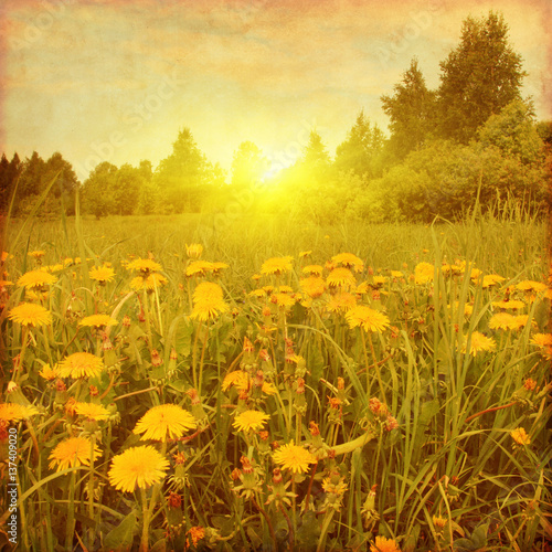 Grunge image of dandelion field at sunset.