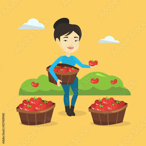 Farmer collecting tomatos vector illustration.