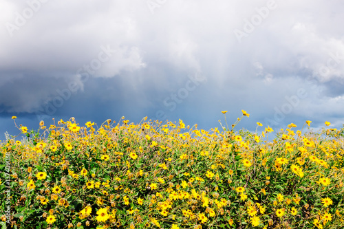 Yellow Sunflowers and Storm Clouds. Yellow sunflowers (encelia californica) with storm clouds and rain overhead.  Photographed in Carpinteria, California. photo