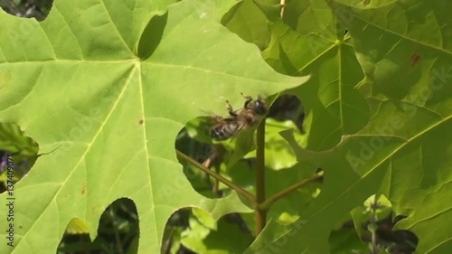 Leaf cutter bee cutting from a maple leaf
