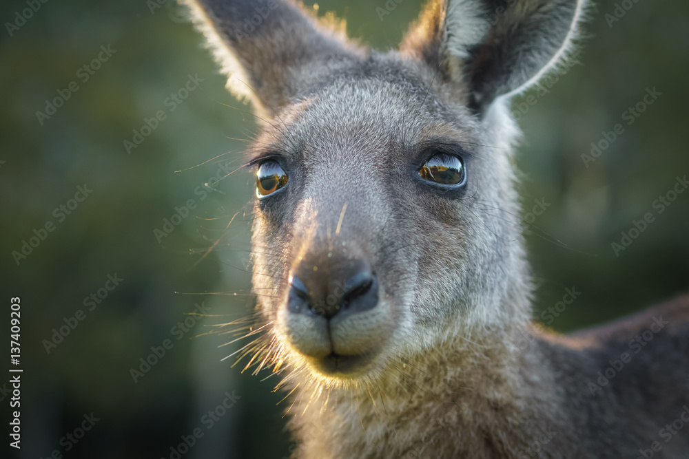 Obraz premium Kangaroo