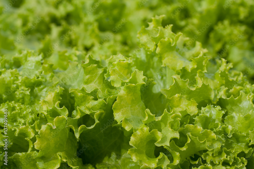 abstract Background green leafy vegetables. lettuce. abstract Background green leafy vegetables. lettuce.