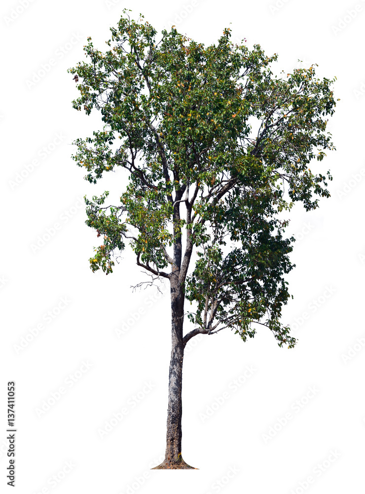 Tree isolated background,Iron wood tree is deciduous isolated on white background (Pyinkado)