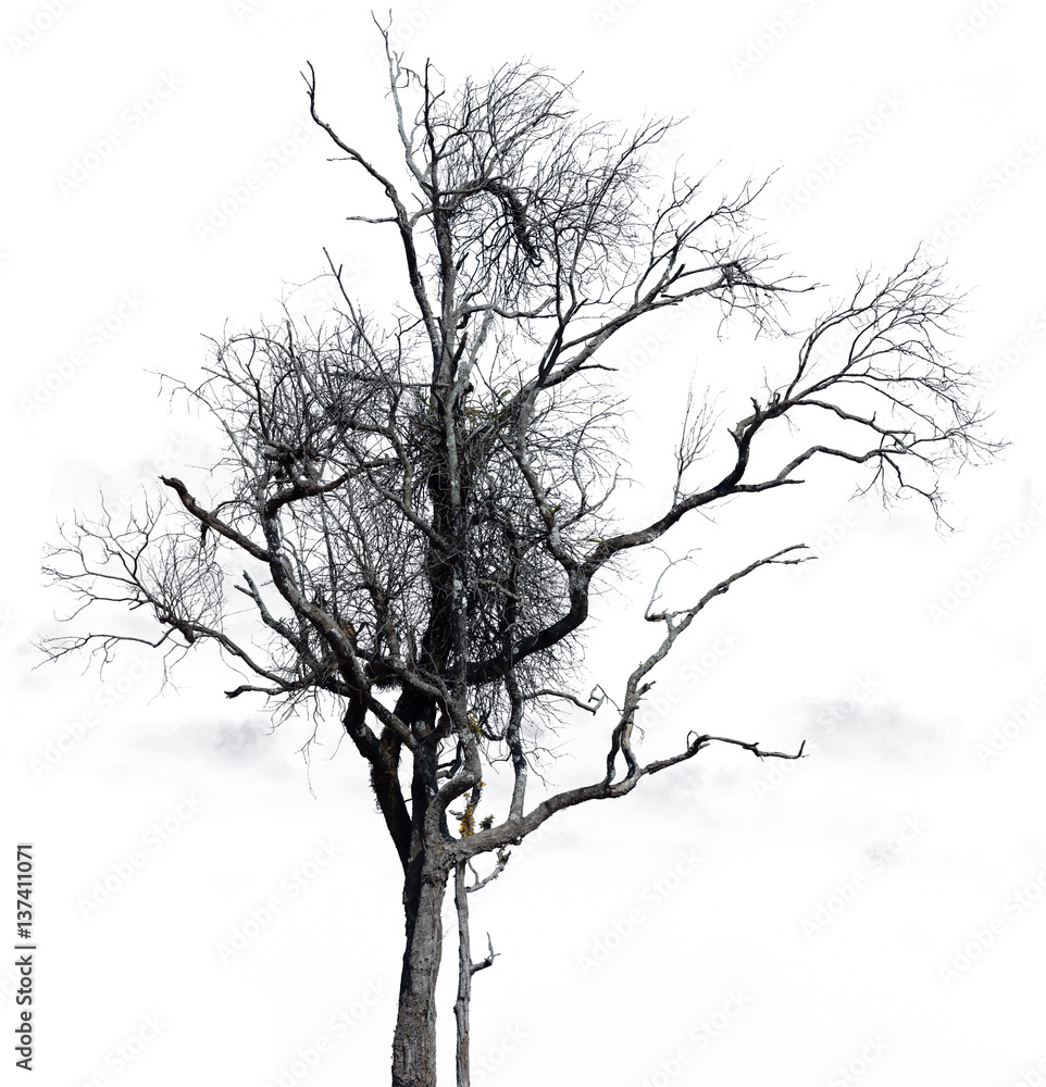 Obraz premium Dry tree split backdrop