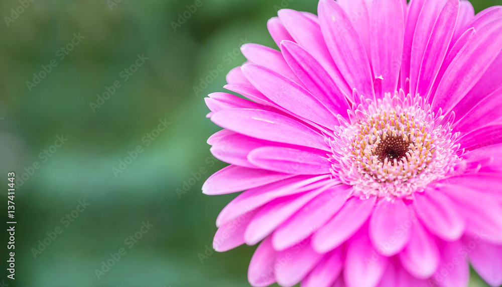 Closeup pink chrysanthemun flower on blurred garden view background with copy space Closeup pink chrysanthemun flower on blurred garden view background with copy space
