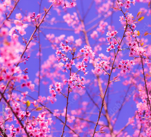 Wild Himalayan cherry blooming (Prunus cerasoides)