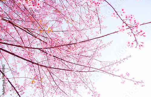 Wild Himalayan cherry blooming  Prunus cerasoides 