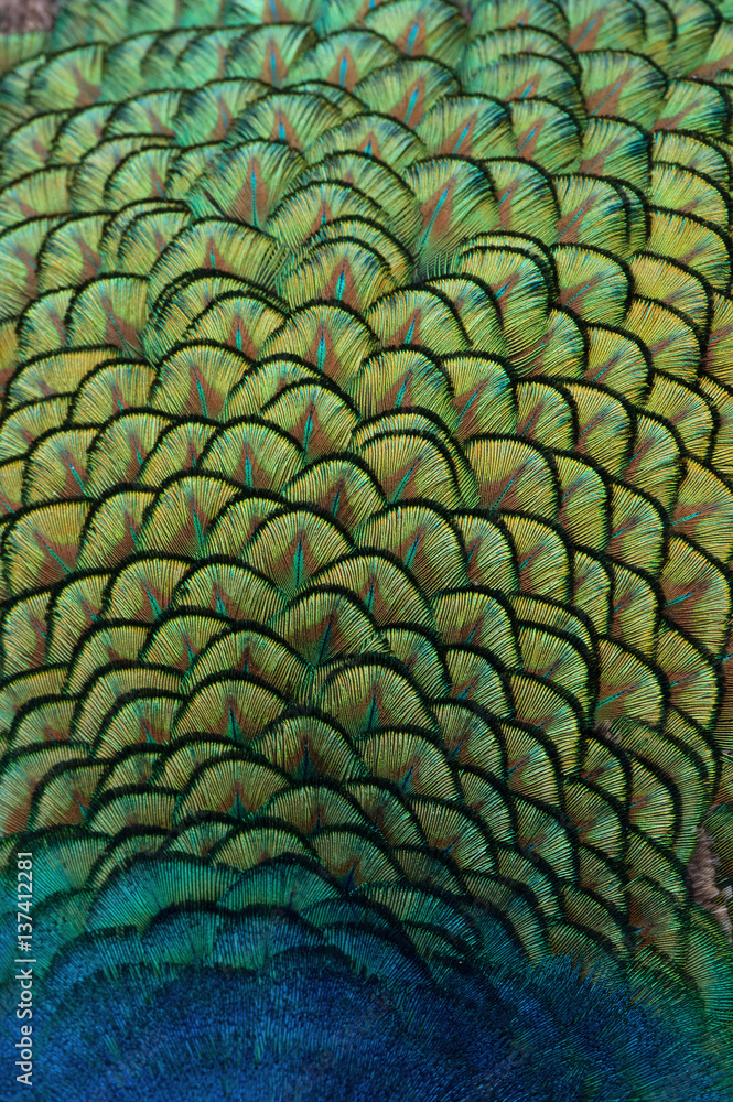 Naklejka premium Indian peacock feathers showing patterns, texture, and vibrant yellow, blue, and green hues.
