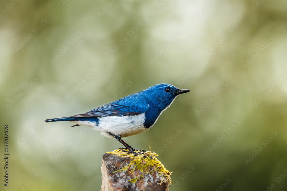 Ultramarine flycatcher (male)  - Birds of  Doi Sun Juh, Chiang Mai,Thailand.