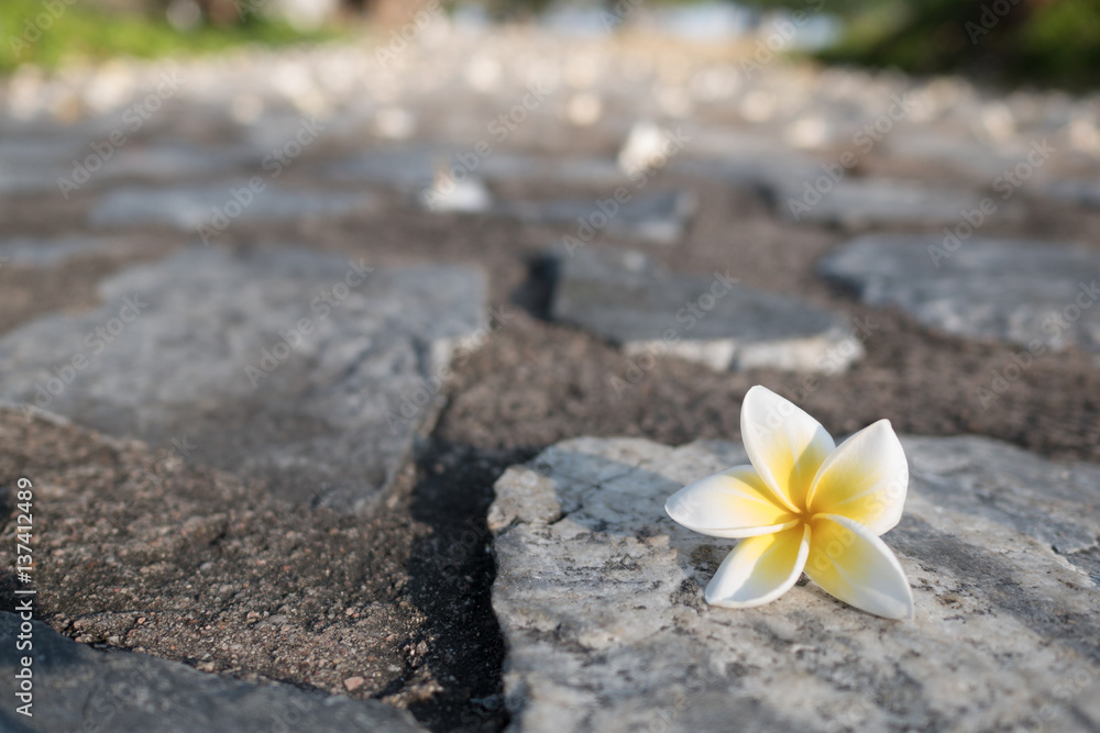 white and yellow pagoda tree flower falling on gray rough rock paht white and yellow pagoda tree flower falling on gray rough rock paht