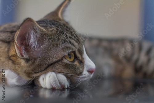 Pretty kitten sleepy and looking