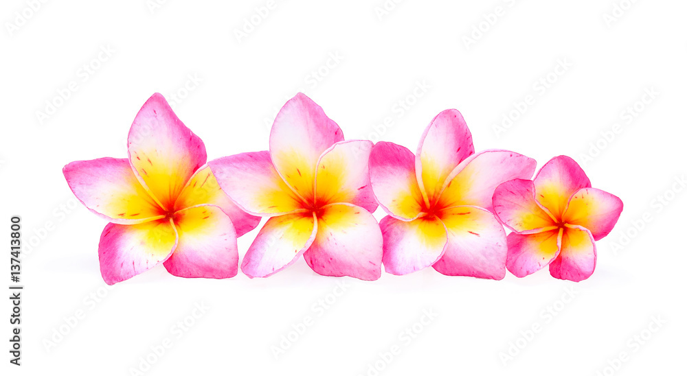 Obraz premium frangipani isolated on white background
