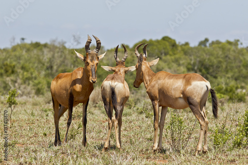 Three red haartebeest standing in the african savannah