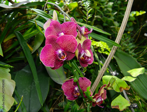 Fototapeta Naklejka Na Ścianę i Meble -  Magenta pink orchid flowers