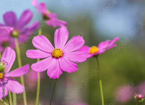 close up pink cosmos flowers blooming in the field