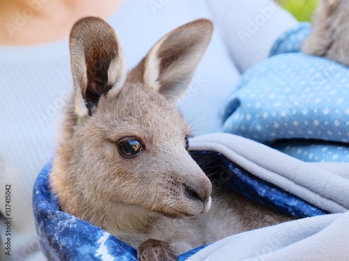 Fotografie rescued kangaroo joey