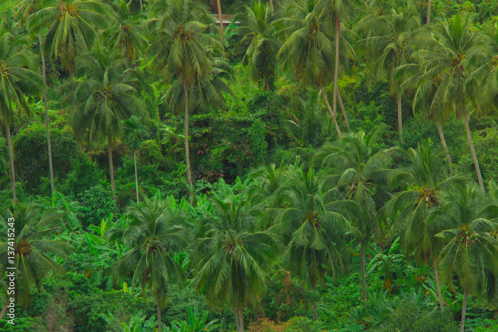 Palm tree forest and plantation amongst banana trees in concept photo reminding us to conserve mother nature. Palm tree forest and plantation amongst banana trees in concept photo reminding us to conserve mother nature.