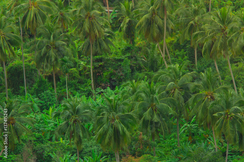 Palm tree forest and plantation amongst banana trees in concept photo reminding us to conserve mother nature. © Travis