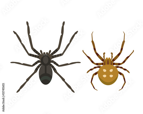 Spider silhouette arachnid fear graphic flat scary animal poisonous design nature phobia insect danger horror tarantula halloween vector icon.