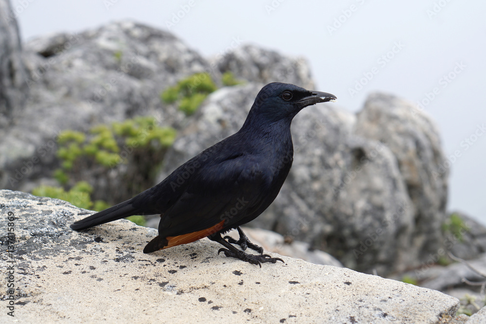 red winged starling on Table mountain in Cape Town, South Africa red winged starling on Table mountain in Cape Town, South Africa