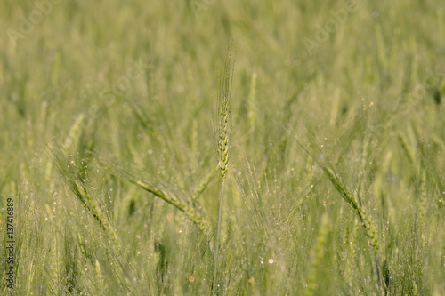 Wheat field with warm tone(selective focus)