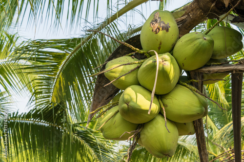 close up coconut on tree