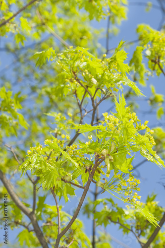 Acer blossom in springtime