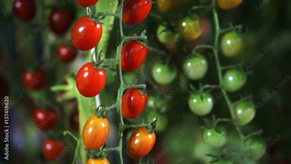 Red, green and yellow tomatoes growing on vine at night farm Red, green and yellow tomatoes growing on vine at night farm