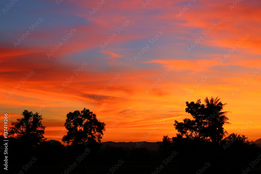 sky in sunset  cloud colorful beautiful with silhouette motion tree  in woodland and evening on nature : with copy space for add text.