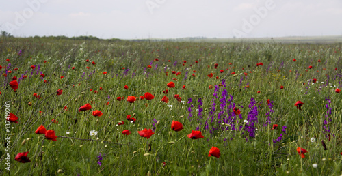 a beautiful summer poppy field
