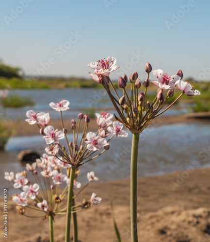 River overgrown Butomus umbellatus flowers