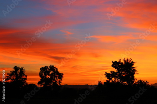 sky in sunset  cloud colorful beautiful with silhouette motion tree  in woodland and evening on nature   with copy space for add text.
