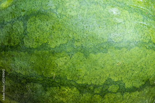 Wallpaper Mural Sweet green organic watermelon background, close-up. Torontodigital.ca