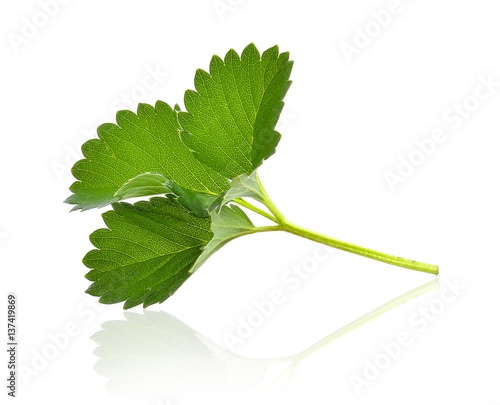 Strawberry leaf