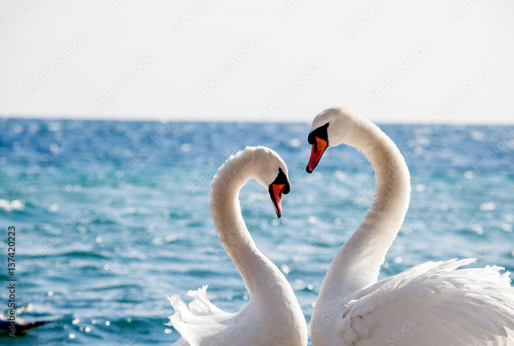 Obraz premium Swan couple