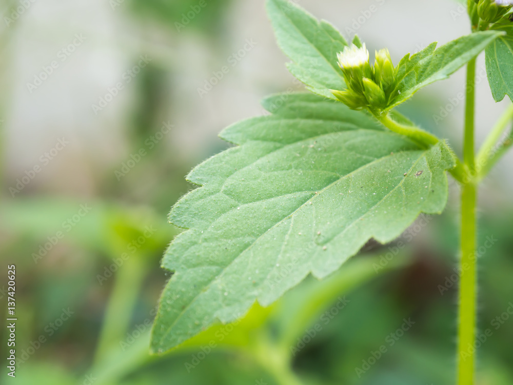 Chromolaena odorata Thailand herbs Siam Weed Chromolaena odorata Thailand herbs Siam Weed