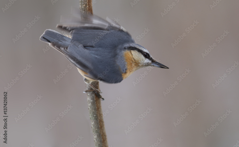 Obraz premium Nuthatch, which is sent flying