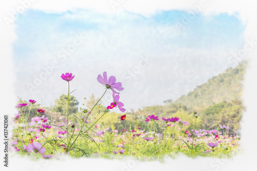 Beautiful cosmos flower in garden with sky