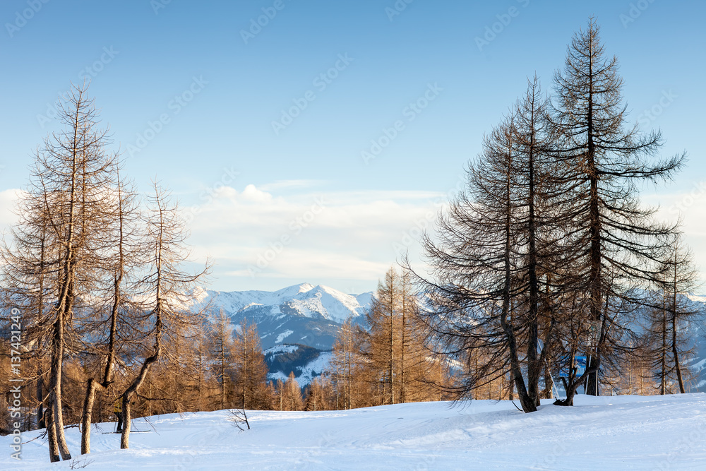 Obraz premium Beautiful winter landscape with snow covered trees