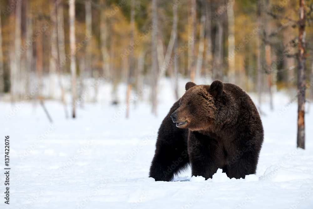 Brown bear in the snow Brown bear in the snow