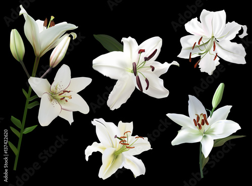 five white lily flowers isolated on black
