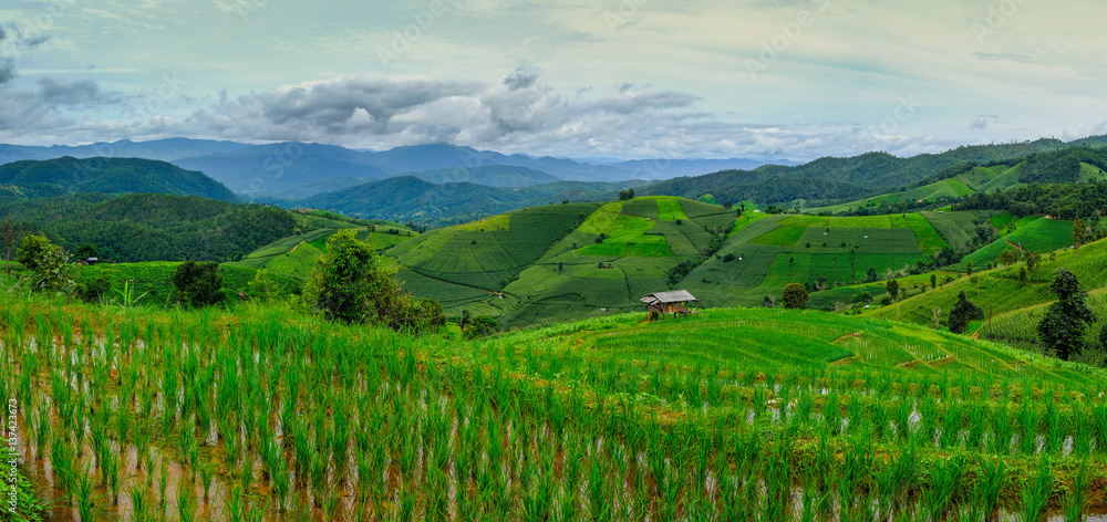 Rice terraces,Rice Field in Pa Pong Piang , Mae Chaem, Chiang Mai, Thailand