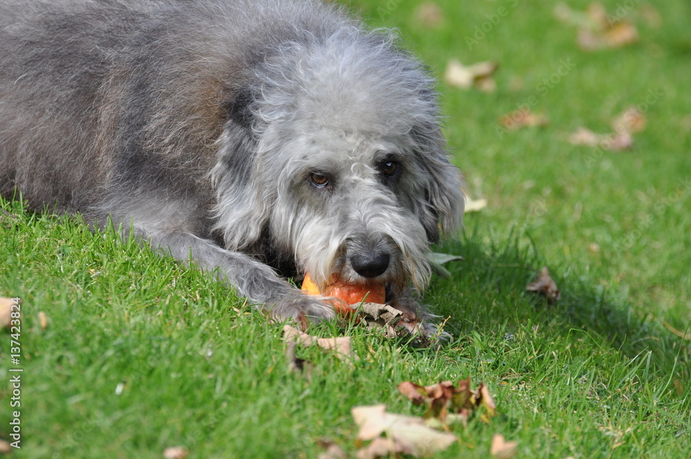 Hund und Apfel