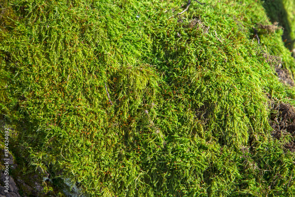 moss moss